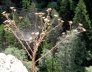 2006-06-Kaltern-032