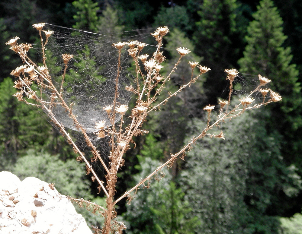2006-06-Kaltern-032