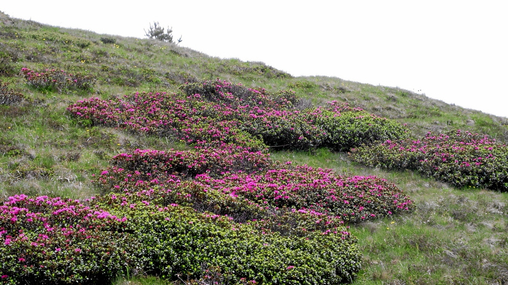 2006-06-Kaltern-078