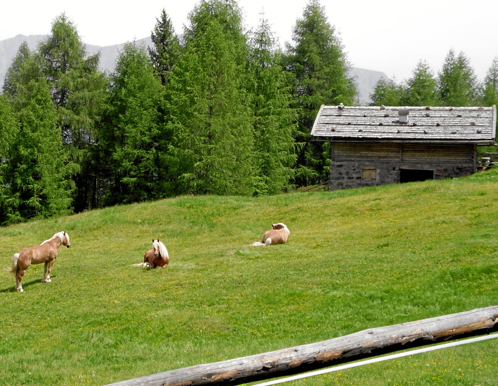 2006-06-Kaltern-082