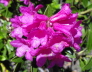 2006-06-Kaltern-454