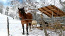 2013_02_Voels_005