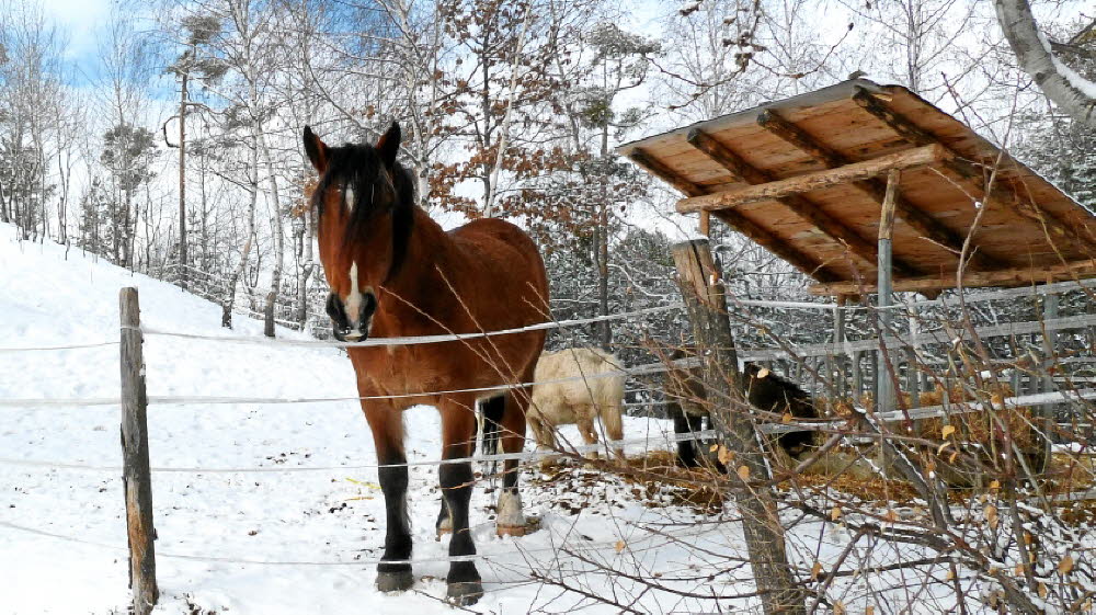 2013_02_Voels_005