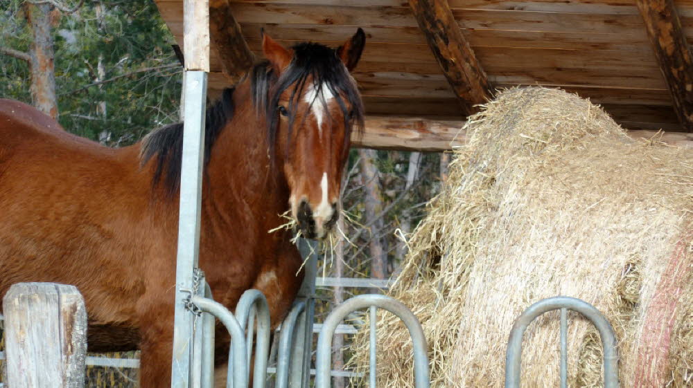2013_02_Voels_039