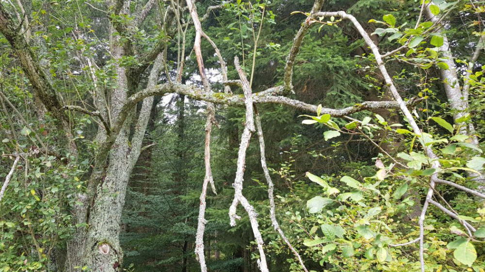 20149_10_Offenburg-029