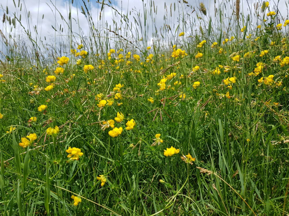 20190713_124921