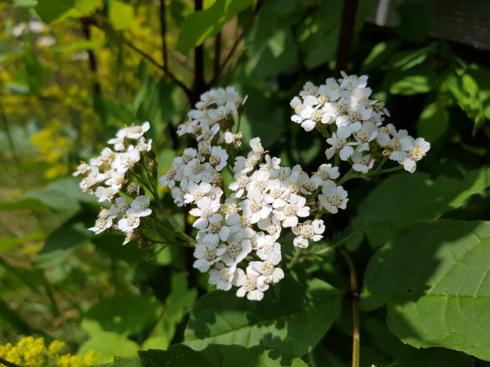 20190713_125048