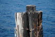 2020_02_Voels-061