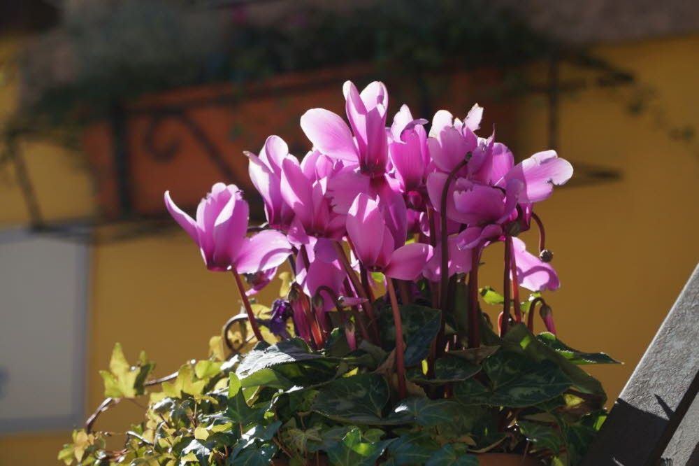 2020_02_Voels-090