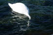 2020_02_Voels-092