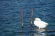 2020_02_Voels-095