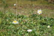 2020_02_Voels-107