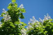 2020_07_Kniebis-078