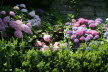 2020_07_Kniebis-107