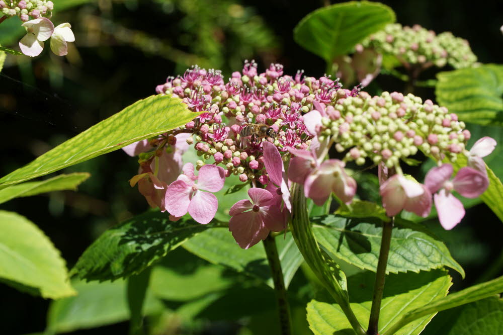 2020_07_Kniebis-118