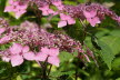 2020_07_Kniebis-123