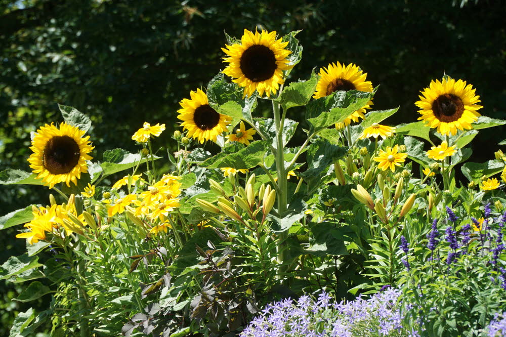 2020_07_Kniebis-159