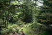 2020_07_Kniebis-176