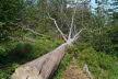 2020_07_Kniebis-179