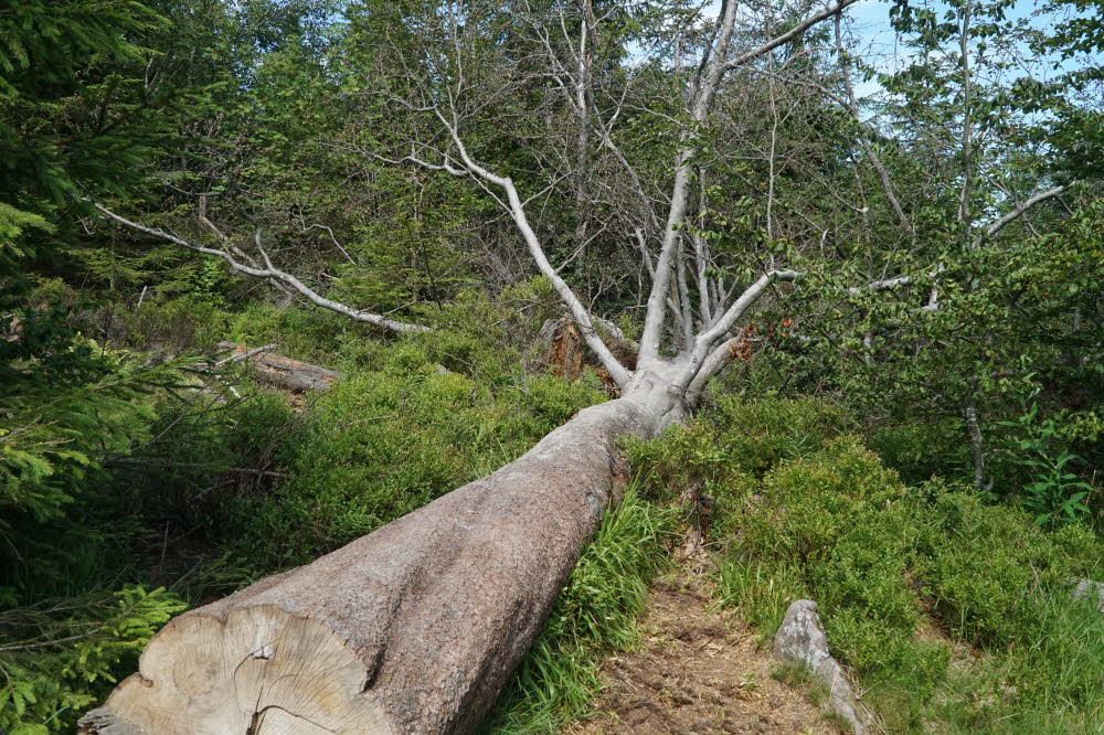 2020_07_Kniebis-179
