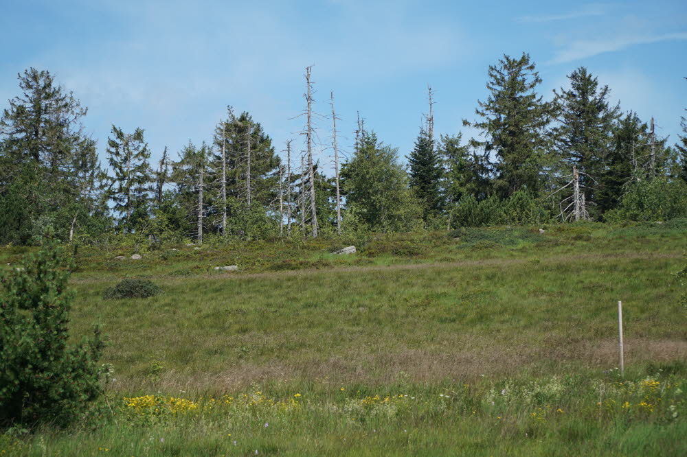 2020_07_Kniebis-184