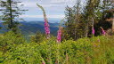 2020_07_Kniebis-202
