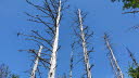 2020_07_Kniebis-214