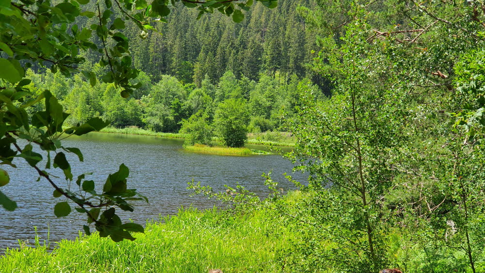 2020_07_Kniebis-231