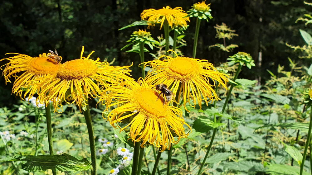 2020_07_Kniebis-257