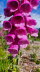 2020_07_Kniebis_I_-003