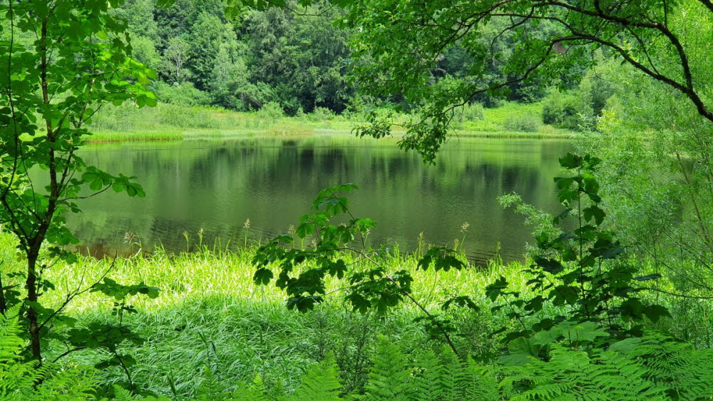 2020_07_Kniebis_I_-010