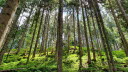 2020_07_Kniebis_I_-012