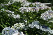 2020_07_Kniebis_I_-032