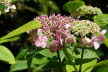2020_07_Kniebis_I_-033