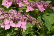 2020_07_Kniebis_I_-035