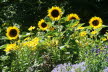 2020_07_Kniebis_I_-050