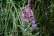 2020_07_Kniebis_I_-052