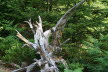2020_07_Kniebis_I_-054