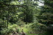 2020_07_Kniebis_I_-056