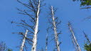 2020_07_Kniebis_I_-066