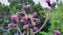 2020_07_Kniebis_I_-071