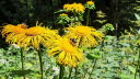 2020_07_Kniebis_I_-085