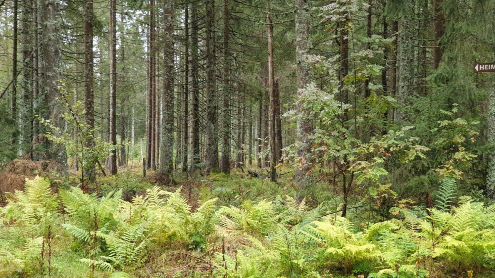 2020_10_Kniebis_I_-001