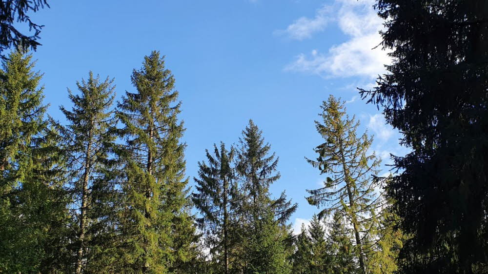 2020_10_Kniebis_I_-031