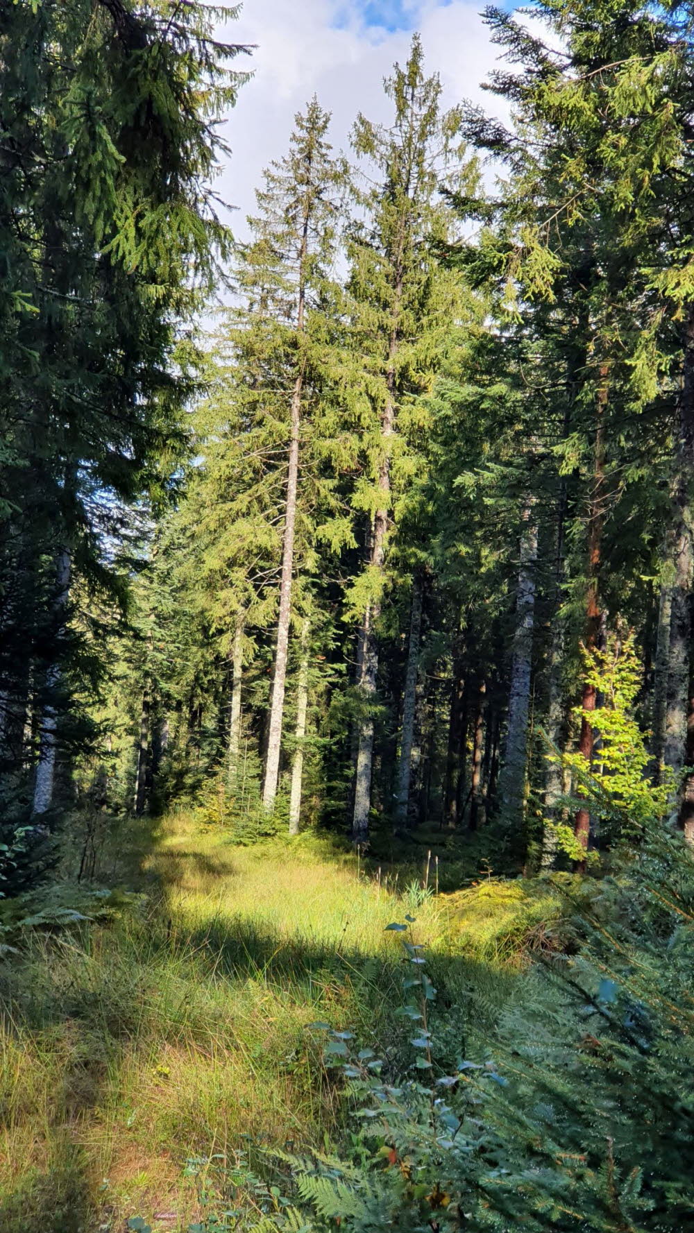 2020_10_Kniebis_I_-032