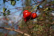 DSC01300