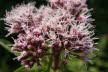 DSC03407