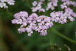 DSC03554