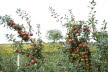 DSC03555