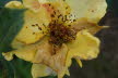 DSC03564